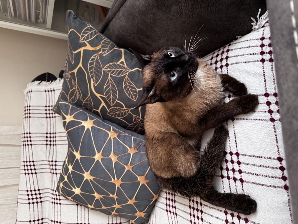 ÇİPLİ SİYAM KEDİMİZİ SAHİPLENDİRİYORUM
