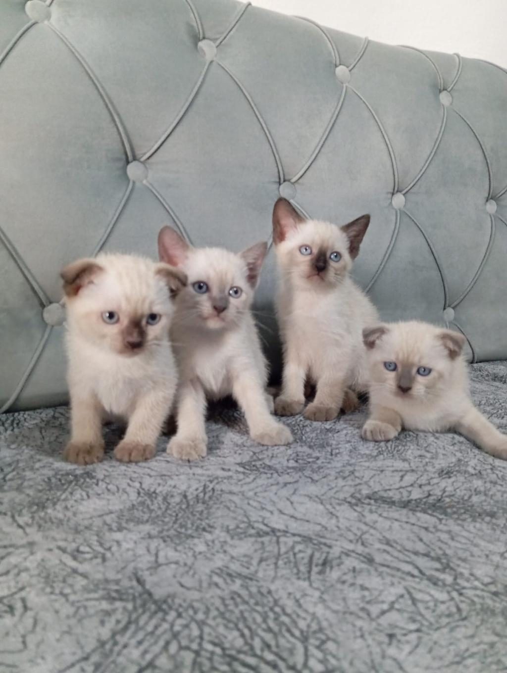 1 AYLIK YAVRU SİYAM KEDİSİ VARDIR İLGİLENEN ULAŞABİLİR