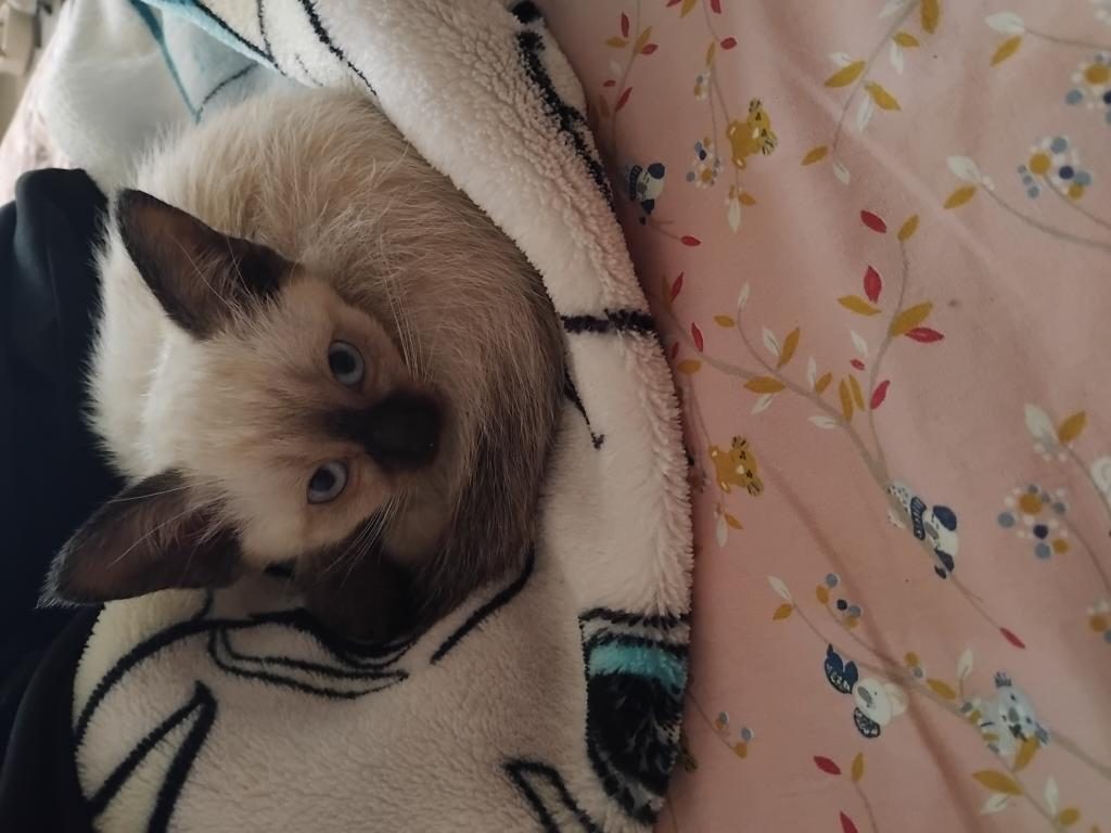 SAFKAN SİYAM KEDİSİ