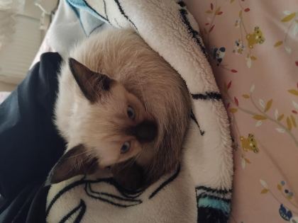SAFKAN SİYAM KEDİSİ