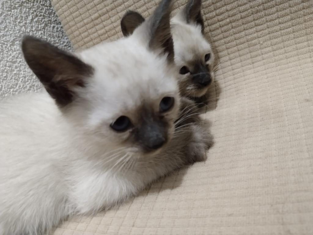 50 GÜNLÜK YAVRU SİYAM KEDİSİ