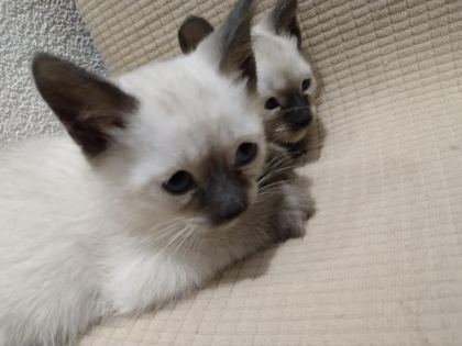 50 GÜNLÜK YAVRU SİYAM KEDİSİ
