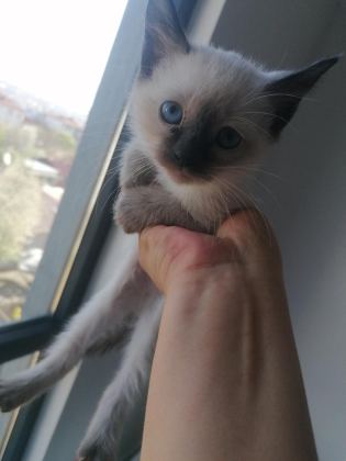50 GÜNLÜK YAVRU SİYAM KEDİSİ