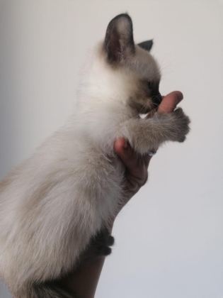 50 GÜNLÜK YAVRU SİYAM KEDİSİ