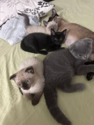 YAVRU KEDİLERİMİZİ SAHİPLENDİRİYORUZ