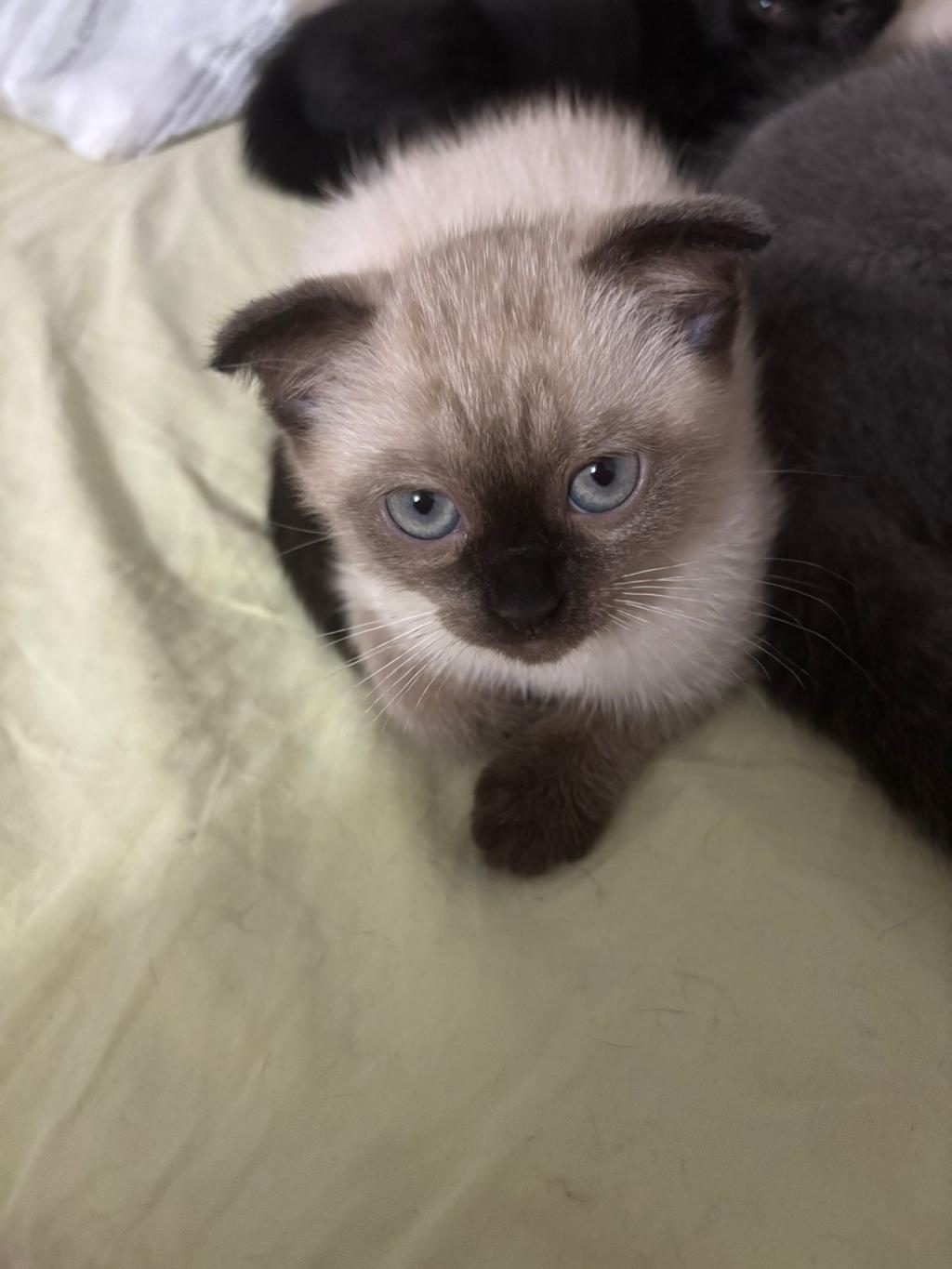 YAVRU KEDİLERİMİZİ SAHİPLENDİRİYORUZ