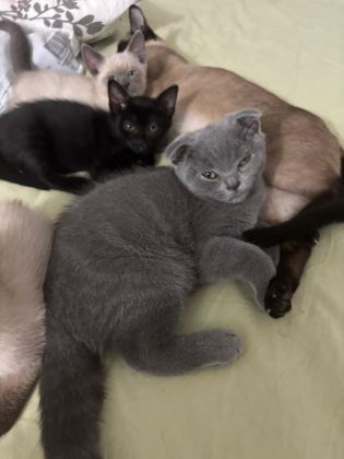 YAVRU KEDİLERİMİZİ SAHİPLENDİRİYORUZ