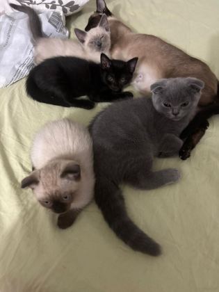 YAVRU KEDİLERİMİZİ SAHİPLENDİRİYORUZ