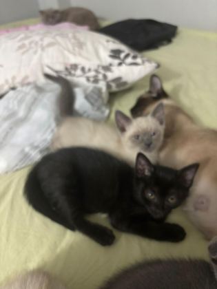 YAVRU KEDİLERİMİZİ SAHİPLENDİRİYORUZ
