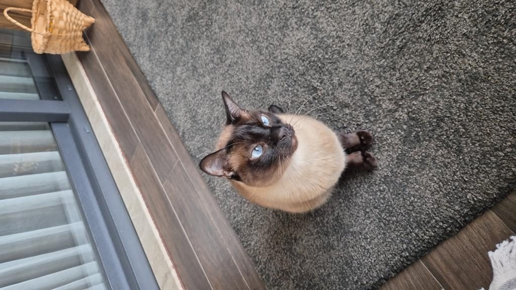 UYSAL VE İNSAN CANLISI SİYAM KEDİSİ