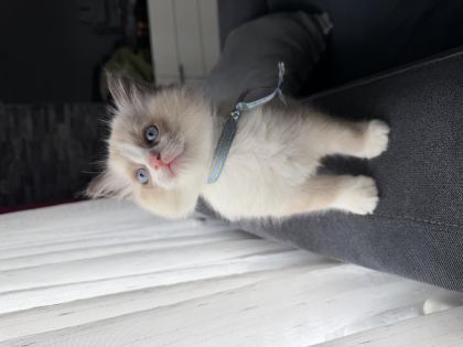 RAGDOLL YAVRU