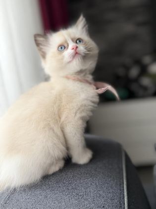 RAGDOLL YAVRU