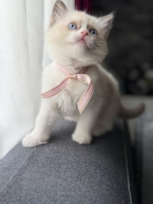 RAGDOLL YAVRU