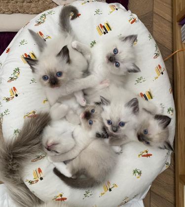RAGDOLL BEBEKLERİMİZ YENİ YUVALARİNİ ARİYOR