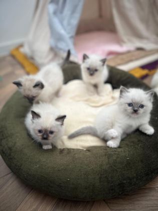 RAGDOLL BEBEKLERİMİZ YENİ YUVALARİNİ ARİYOR