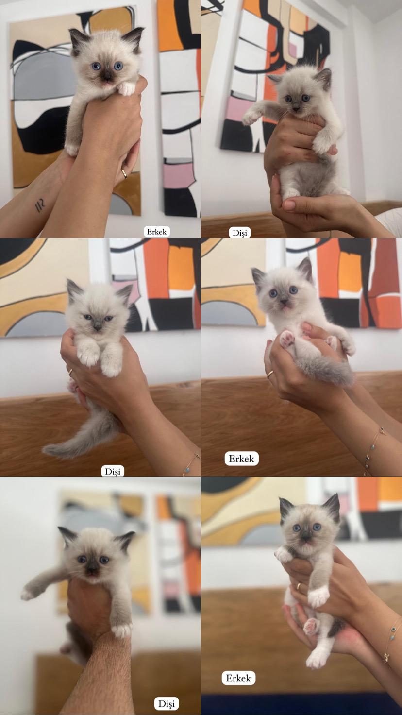 RAGDOLL BEBEKLERİMİZ YENİ YUVALARİNİ ARİYOR