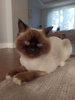 RAGDOLL KEDİMİZ İÇİN KALICI VE SEVGİ DOLU EV