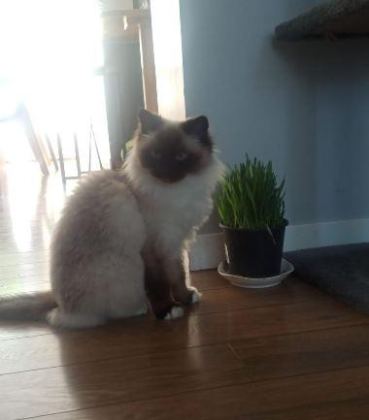 RAGDOLL KEDİMİZ İÇİN KALICI VE SEVGİ DOLU EV