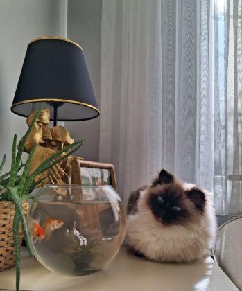 RAGDOLL KEDİMİZ İÇİN KALICI VE SEVGİ DOLU EV