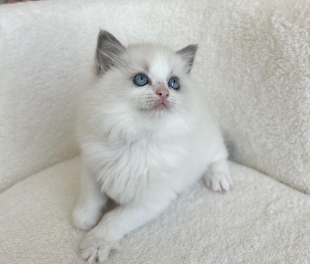SAFKAN RAGDOLL YAVRULAR