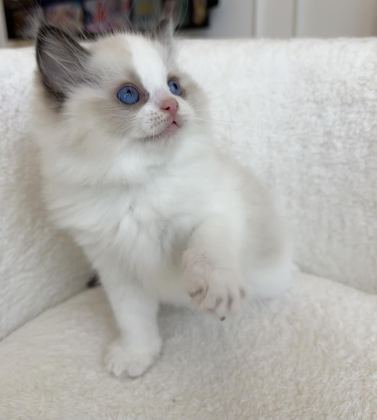 SAFKAN RAGDOLL YAVRULAR