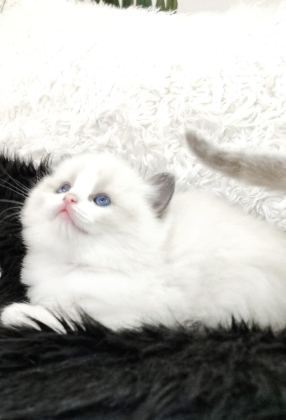 SAFKAN RAGDOLL YAVRULAR