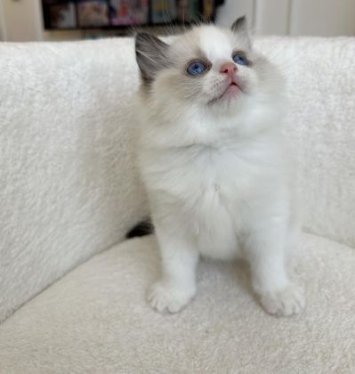 SAFKAN RAGDOLL YAVRULAR