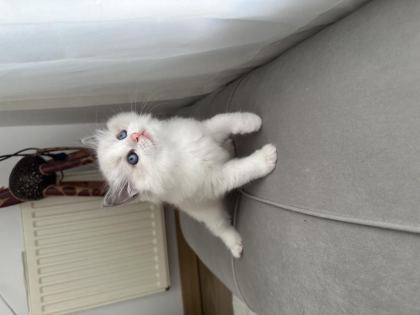 SAFKAN RAGDOLL YAVRULAR