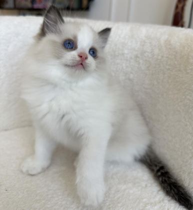 SAFKAN RAGDOLL YAVRULAR