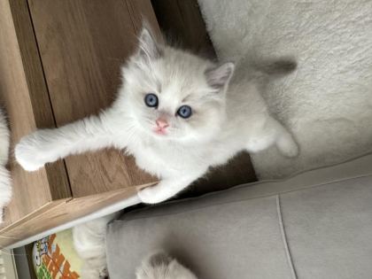 SAFKAN RAGDOLL YAVRULAR