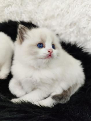 SAFKAN RAGDOLL YAVRULAR