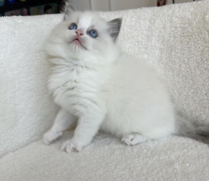 SAFKAN RAGDOLL YAVRULAR