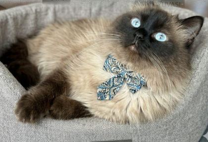 GÜZEL RAGDOLL ÇOCUĞA YUVA