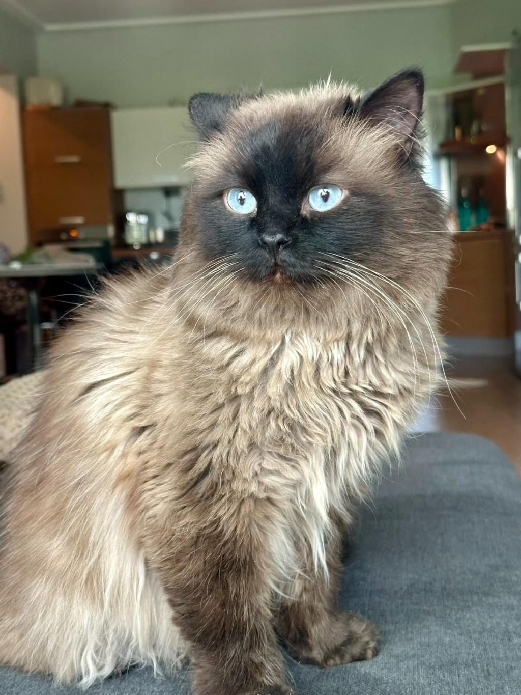 GÜZEL RAGDOLL ÇOCUĞA YUVA
