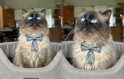 GÜZEL RAGDOLL ÇOCUĞA YUVA