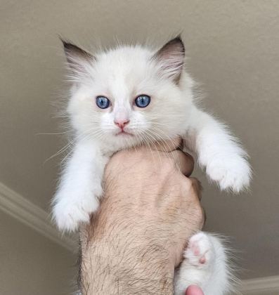 ŞECERELİ ANNE VE BABADAN BİCOLOR RAGDOLL YAVRULARIMIZ