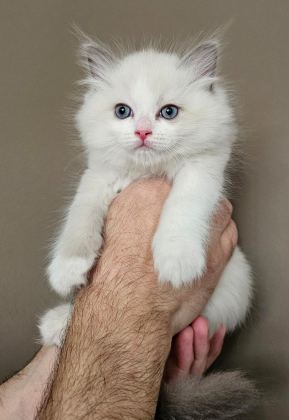 ŞECERELİ ANNE VE BABADAN BİCOLOR RAGDOLL YAVRULARIMIZ