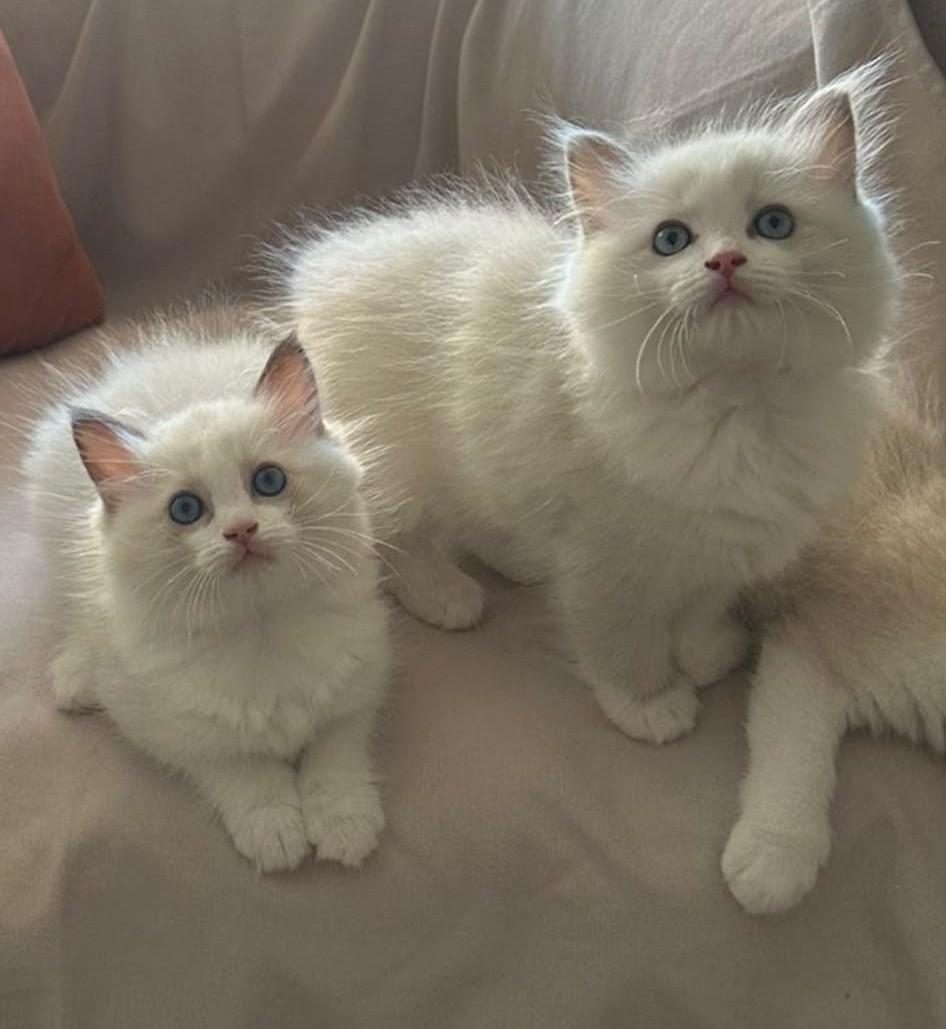 ŞECERELİ ANNE VE BABADAN BİCOLOR RAGDOLL YAVRULARIMIZ
