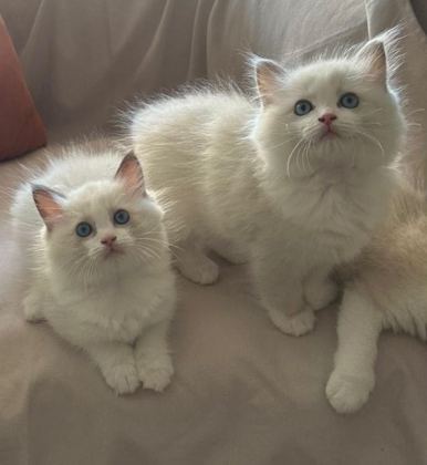 ŞECERELİ ANNE VE BABADAN BİCOLOR RAGDOLL YAVRULARIMIZ