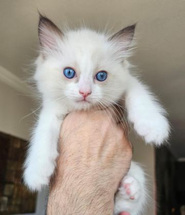 ŞECERELİ ANNE VE BABADAN BİCOLOR RAGDOLL YAVRULARIMIZ