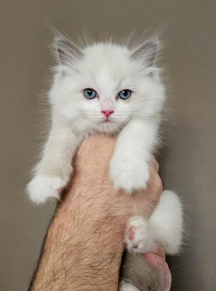 ŞECERELİ ANNE VE BABADAN BİCOLOR RAGDOLL YAVRULARIMIZ