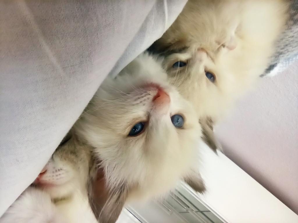 DÜNYANIN EN SAKİN KEDİSİ