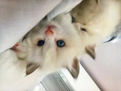 DÜNYANIN EN SAKİN KEDİSİ