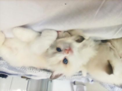 DÜNYANIN EN SAKİN KEDİSİ