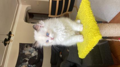 MÜKEMMEL RAGDOLL YAVRULAR