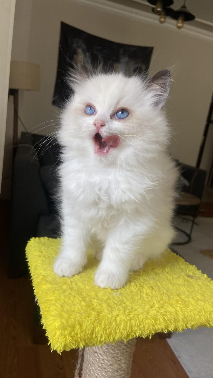 MÜKEMMEL RAGDOLL YAVRULAR
