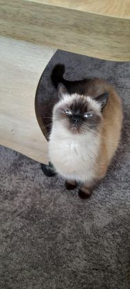 KISIRLAŞTIRMA ŞARTIYLA ÜCRETSİZ OLARAK RAGDOLL