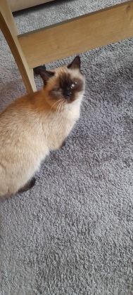 KISIRLAŞTIRMA ŞARTIYLA ÜCRETSİZ OLARAK RAGDOLL