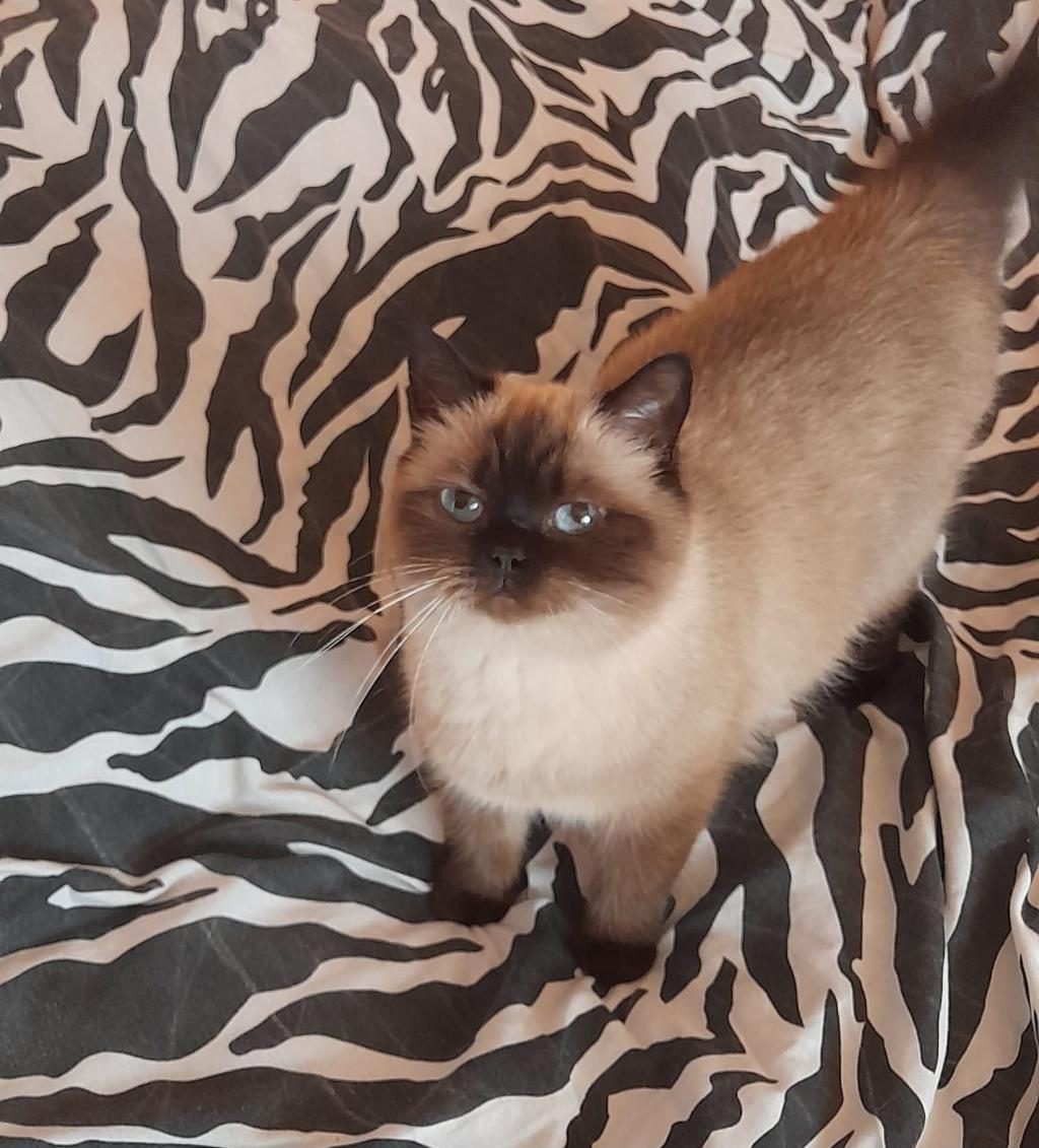 KISIRLAŞTIRMA ŞARTIYLA ÜCRETSİZ OLARAK RAGDOLL