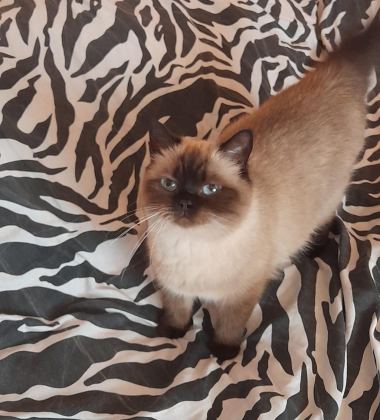KISIRLAŞTIRMA ŞARTIYLA ÜCRETSİZ OLARAK RAGDOLL